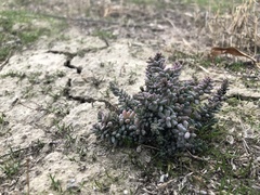 Allenrolfea occidentalis