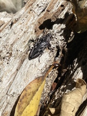 Chalcophora angulicollis