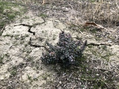 Allenrolfea occidentalis