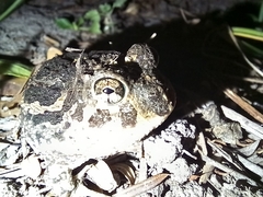 Odontophrynus