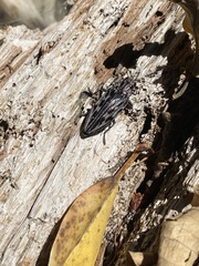 Chalcophora angulicollis