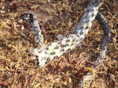 Cylindropuntia cholla