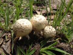 Amanita pubescens