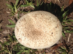 Amanita pubescens