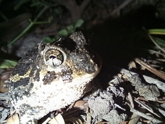 Odontophrynus