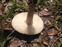 Amanita pubescens