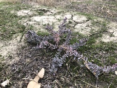 Allenrolfea occidentalis