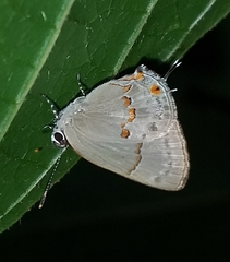 Nicolaea dolium