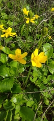 Ranunculus bullatus