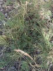 Mimosa aculeaticarpa