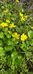 Ranunculus bullatus