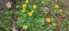 Ranunculus bullatus