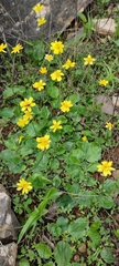 Ranunculus bullatus