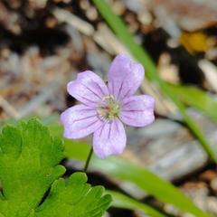 Geranium