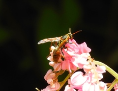 Polistes pacificus