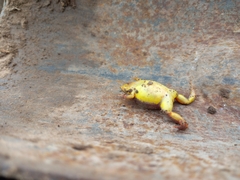 Elachistocleis bicolor