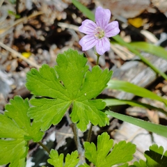 Geranium