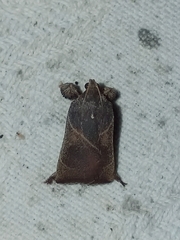 Dasycnemia obliqualis