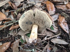 Porphyrellus sordidus