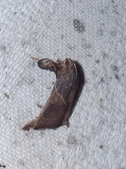 Dasycnemia obliqualis