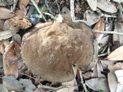 Porphyrellus sordidus