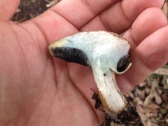 Porphyrellus sordidus