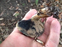 Porphyrellus sordidus