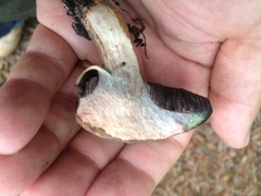 Porphyrellus sordidus