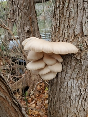 Pleurotus ostreatus