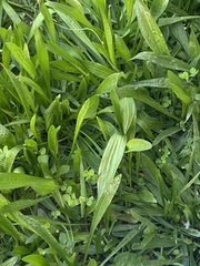 Plantago australis
