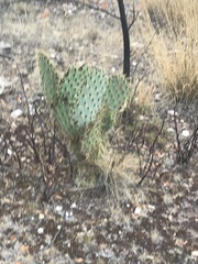 Opuntia