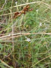 Verbena gracilescens