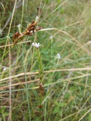 Verbena gracilescens
