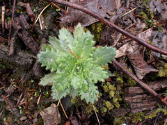 Micranthes ferruginea