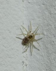 Oecobius navus