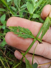 Verbena gracilescens