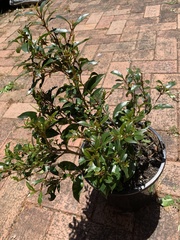 Syzygium australe