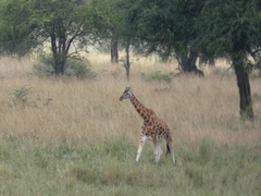 Giraffa camelopardalis rothschildi