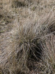 Muhlenbergia rigens