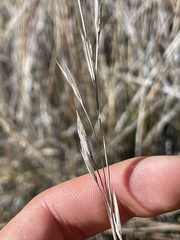 Muhlenbergia rigens