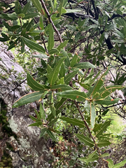 Quercus emoryi