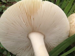 Amanita pubescens