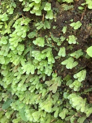Symphyogyna hymenophyllum