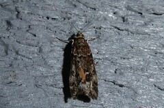 Eudonia submarginalis