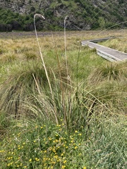 Austroderia richardii