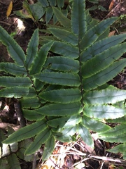 Blechnum procerum