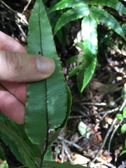 Blechnum procerum
