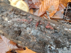 Polycephalomyces tomentosus