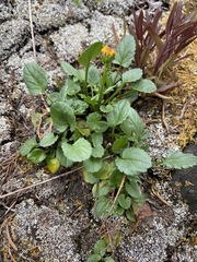 Packera pauciflora