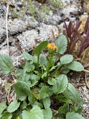 Packera pauciflora